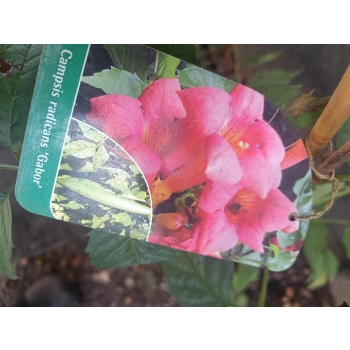 MILIN AMERYKAŃSKI SZCZEPIONY Gabor - sadzonki 80 / 100 cm